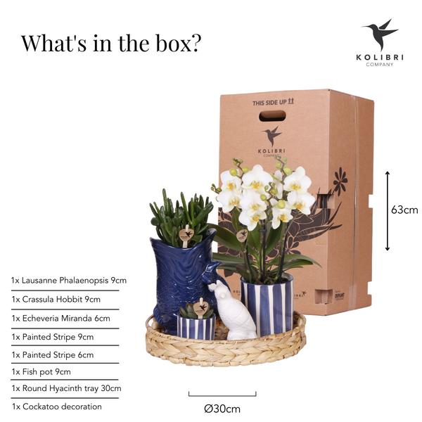 Kolibri Company | Plantenset Mediterranean Sunset | Witte Phalaenopsis Orchidee Lausanne en Succulenten incl. keramieken sierpotten  BotanicBridge