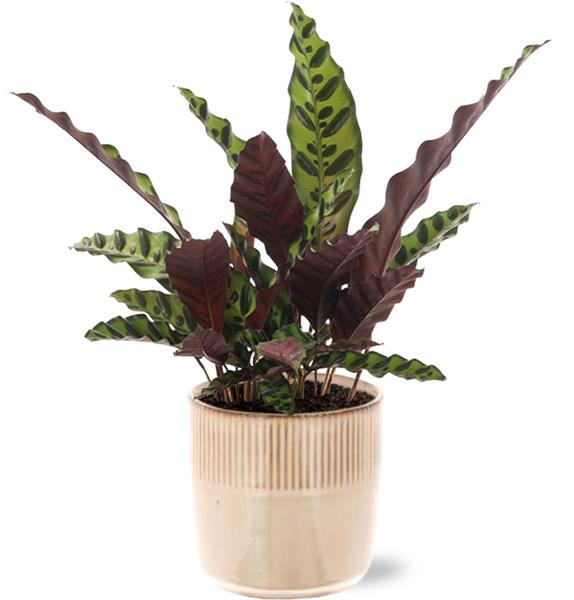 Calathea Insignis - Ø12cm - ↕50cm + Terni Pot D13,5x13cm - Roze  BotanicBridge