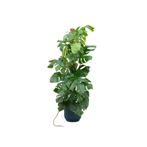 Combi deal - Monstera Pertusum XL inclusief elho Vibes Fold Round blauw Ø30 - 150 cm  BotanicBridge