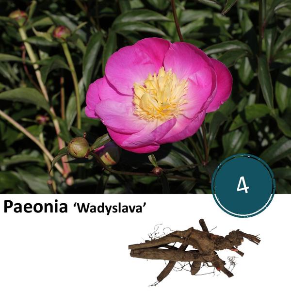 Paeonie 'Wadyslava' - 4x  BotanicBridge