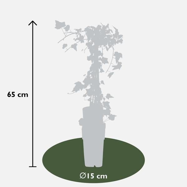4x - Hedera helix 'Goldheart' - ↨65cm - Ø15  BotanicBridge