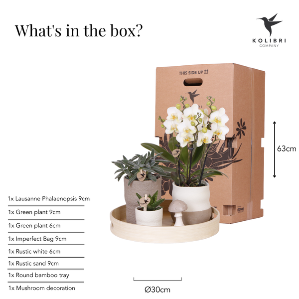 Kolibri Company | Plantenset Slow Living | Witte Phalaenopsis Orchidee Lausanne en Succulenten incl. keramieken sierpotten  BotanicBridge