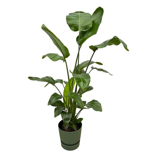 Strelitzia Nicolai inclusief elho Greenville Round groen - 160cm - Ø30  BotanicBridge