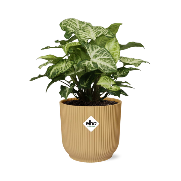 Syngonium Arrow in ELHO Vibes Fold 14cm geel  BotanicBridge