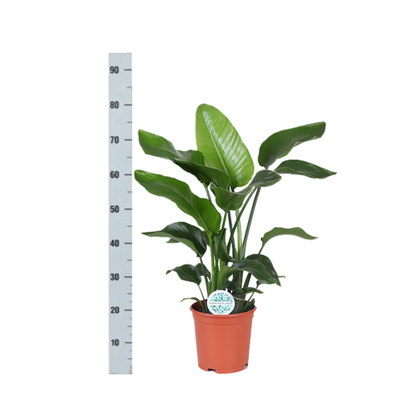 Strelitzia Nicolai - Ø21cm - ↕80cmin Boule TAUPE pot  BotanicBridge