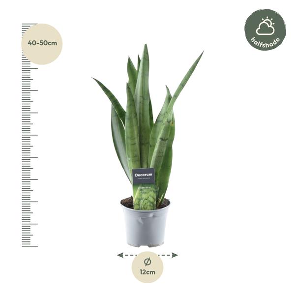 Sansevieria Spearmint - 45 cm - ø12  BotanicBridge