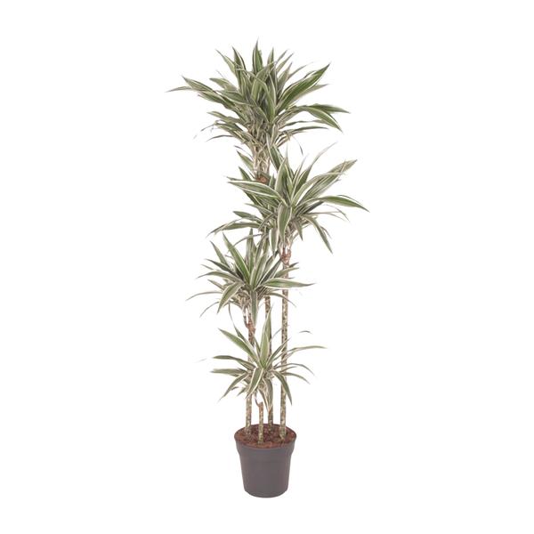 Dracaena White Stripe - 170 cm - ø27  BotanicBridge