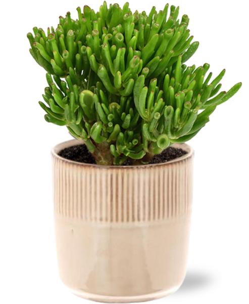 Crassula Hobbit - Ø15cm - ↕21cm + Terni Pot D16,5x15cm - Roze  BotanicBridge