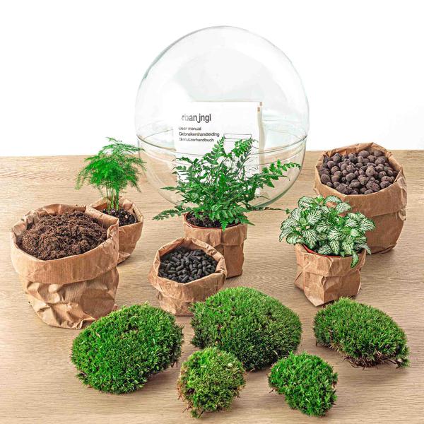 DIY terrarium - Dome XL - ↕ 30 cm - Rake + Shovel + Tweezer  BotanicBridge