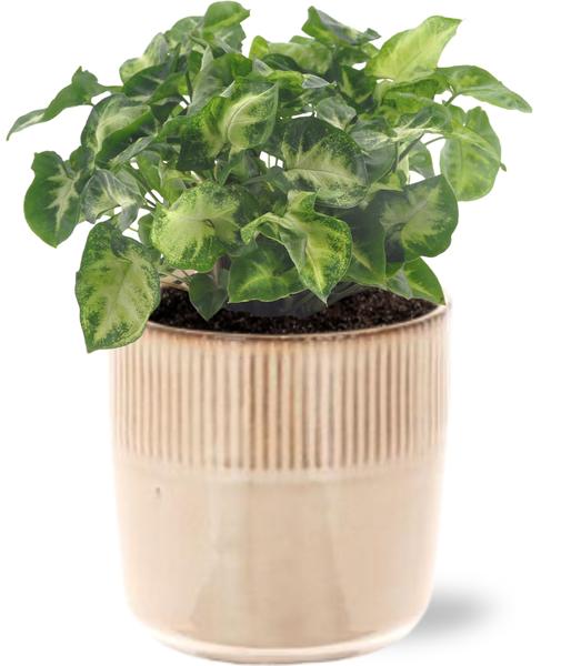 Syngonium Pixie - Ø12cm - ↕20cm + Terni Pot D13,5x13cm - Roze  BotanicBridge