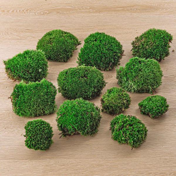 Live Cushion Moss - Premium Fresh Moss - 12 pcs (4 bags)  BotanicBridge