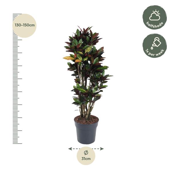 Codiaeum Mrc Iceton vertakt - 140 cm - ø31  BotanicBridge