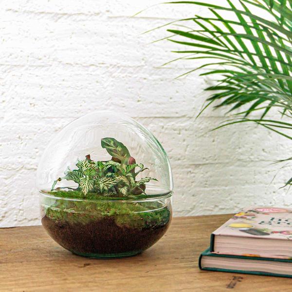 DIY terrarium - Dome - ↕ 20 cm - Rake + Shovel + Tweezer + Scissors  BotanicBridge