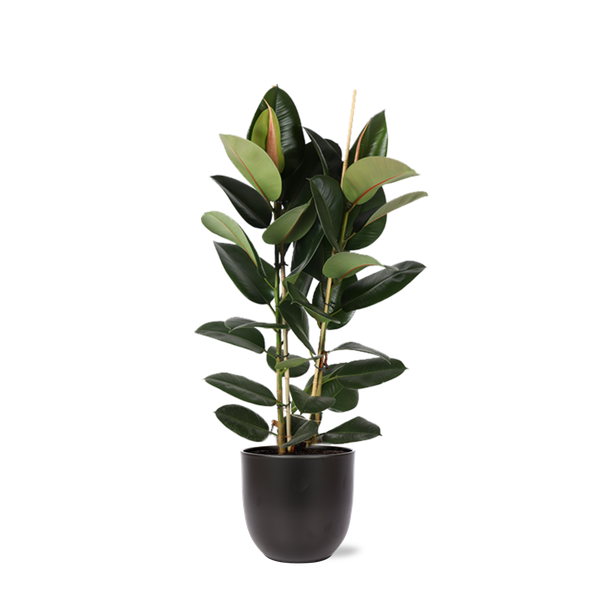 Ficus Elastica Robusta Ø24cm - ↕110cm in Boule ANTRACIET pot  BotanicBridge