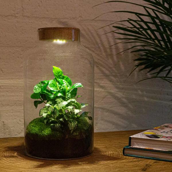 DIY terrarium - Milky Coffea met lamp - ↕ 31 cm - Rake + Shovel + Tweezer + Scissors  BotanicBridge