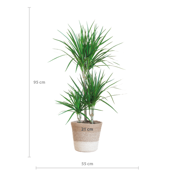 Dracaena Marginata met Lissabon mand wit - 95cm - Ø21  BotanicBridge