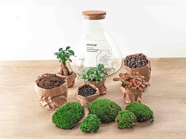 Sam XL Bonsai - DIY Terrarium - 32 cm hoog  BotanicBridge