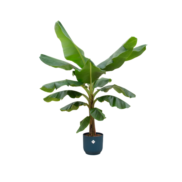 Combi deal - Bananenplant (Musa) inclusief elho Vibes Fold Round blauw Ø30 - 180 cm  BotanicBridge