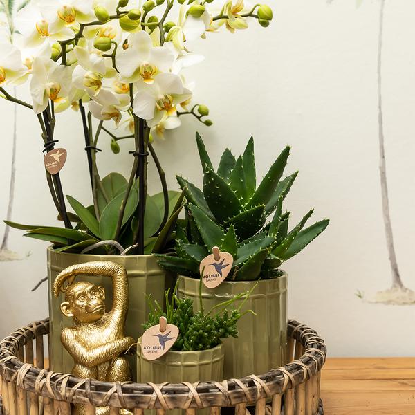 Kolibri Home | Ornament - Decoratie beeld Sitting Monkey - Gold  BotanicBridge