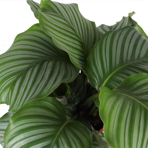 Calathea Orbifolia Ø21cm - ↕70cm in VIBES blue pot  BotanicBridge