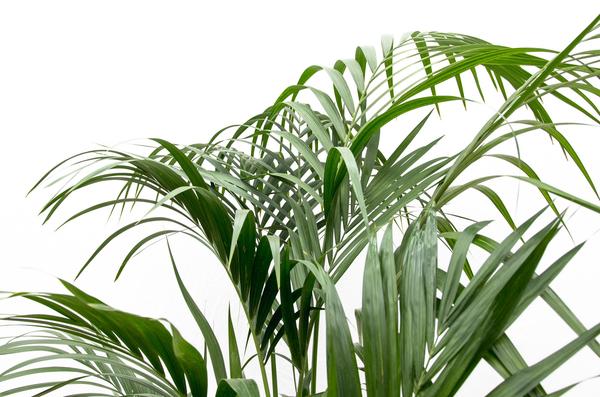 Kentia palm - 180cm - ⌀24  BotanicBridge