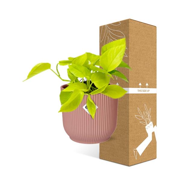 Epipremnum Pinnatum ‘Golden Pothos’ in ELHO Vibes Fold 14cm roze  BotanicBridge