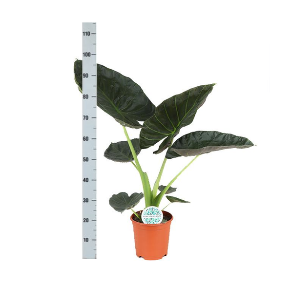 Alocasia Regal Shield Ø21cm - ↕100cm in Vibes WIT pot  BotanicBridge