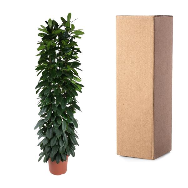 Ficus Cyatistipula zuil - 220 cm - ø40  BotanicBridge