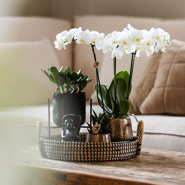 Kolibri Company | Gift set Home Hub | Plantenset met Phalaenopsis Orchidee en Succulenten incl. keramieken sierpotten  BotanicBridge