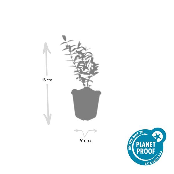 Hypericum 'Hidcote' - ↕10-25cm - Ø9cm - 20x  BotanicBridge