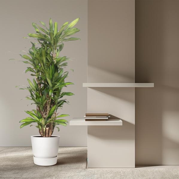 Dracaena Eve - 160 cm  - ø30  BotanicBridge