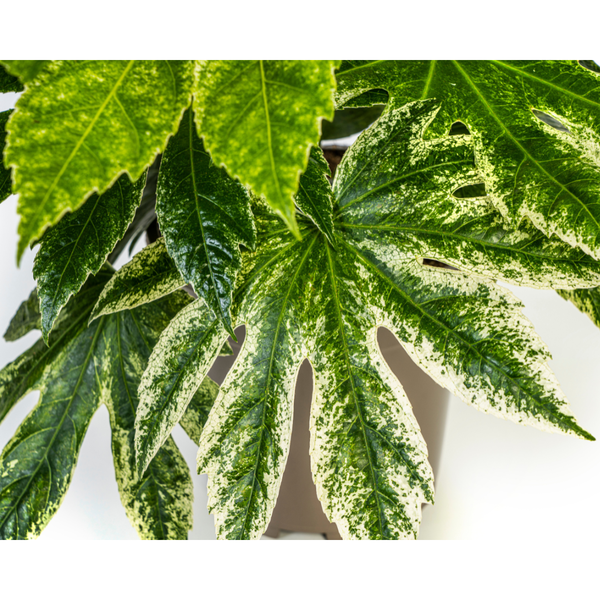 Fatsia Japonica Spider's Web Ø19cm - ↕45cm  BotanicBridge