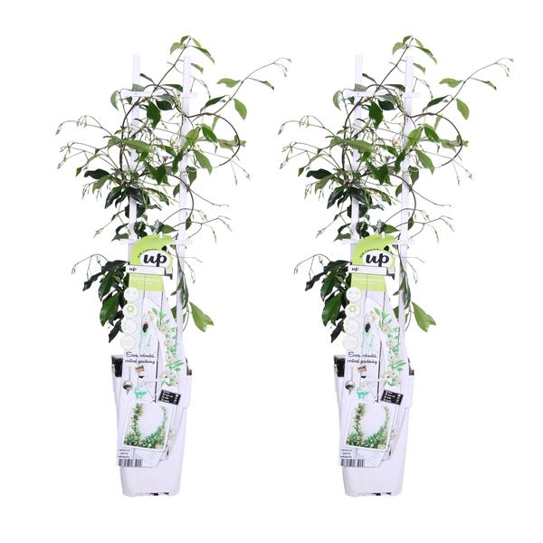 2x - Trachelospermum 'Star of Venice' - ↨65cm - Ø15  BotanicBridge