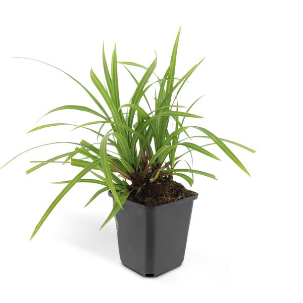 Carex morrowii 'Irish Green' - ↕10-25cm - Ø9cm - 6x  BotanicBridge