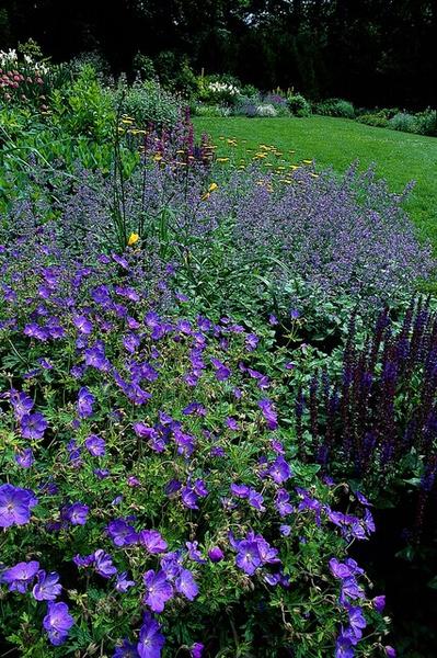 Geranium 'Johnson's Blue' - ↕10-25cm - Ø9cm - 40x  BotanicBridge