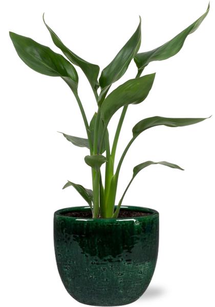 Strelitzia Reginae - Ø12cm - ↕35cm + Jolin Pot D14x13cm - Groen  BotanicBridge