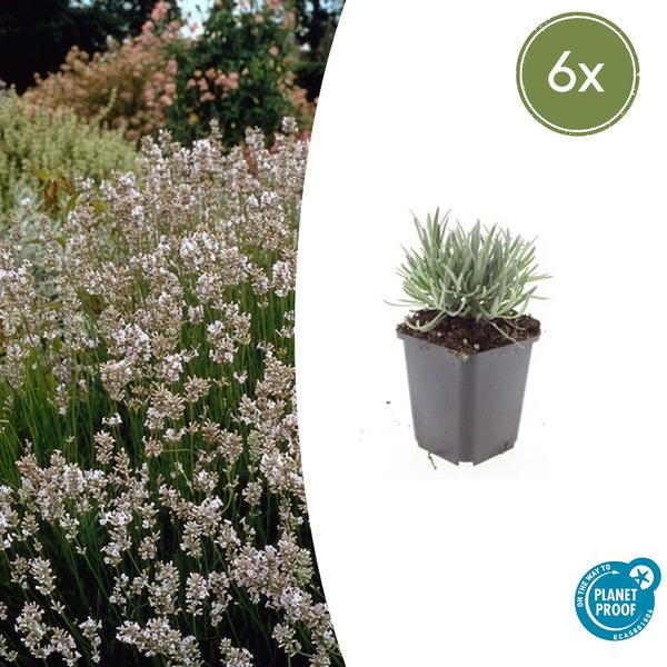 Lavandula int. 'Edelweiss' - ↕10-25cm - Ø9cm - 6x  BotanicBridge