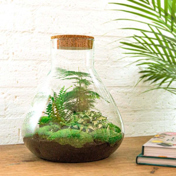 DIY terrarium - Sam XL - ↕ 35 cm - Normal  BotanicBridge