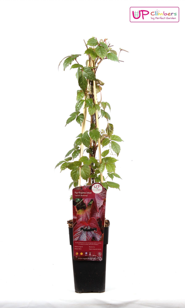 Parthenocissus tricuspidata 'Veitch Boskoop' - Ø15cm - ↕65cm  BotanicBridge