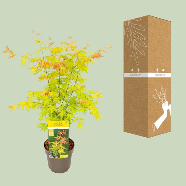 Acer palmatum Orange Dream - Ø19cm - ↕50cm  BotanicBridge