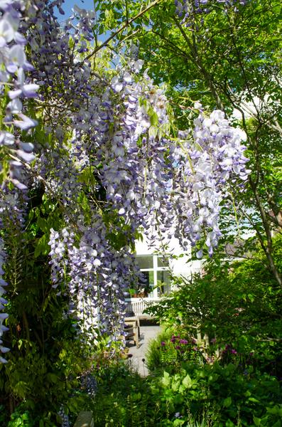 2x Wisteria sinensis 'Caroline' - ↨65cm - Ø15  BotanicBridge