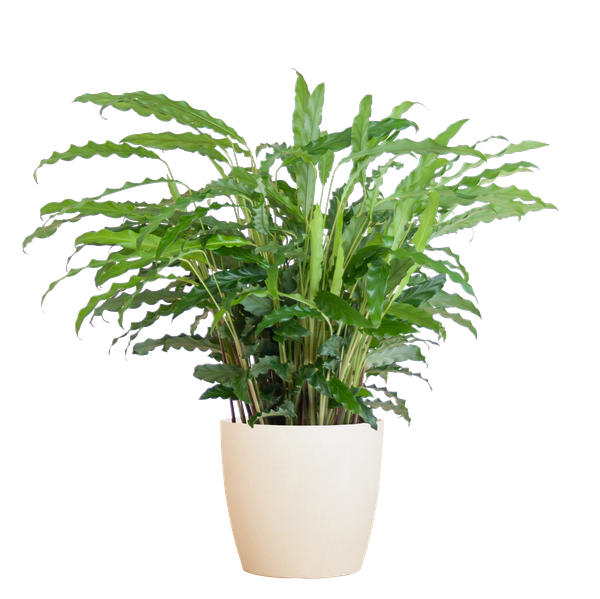 Calathea Rufibarba met Viber wit - 55cm - Ø17  BotanicBridge