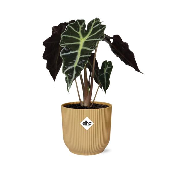 Alocasia ‘Polly’ in ELHO Vibes Fold 14cm geel  BotanicBridge