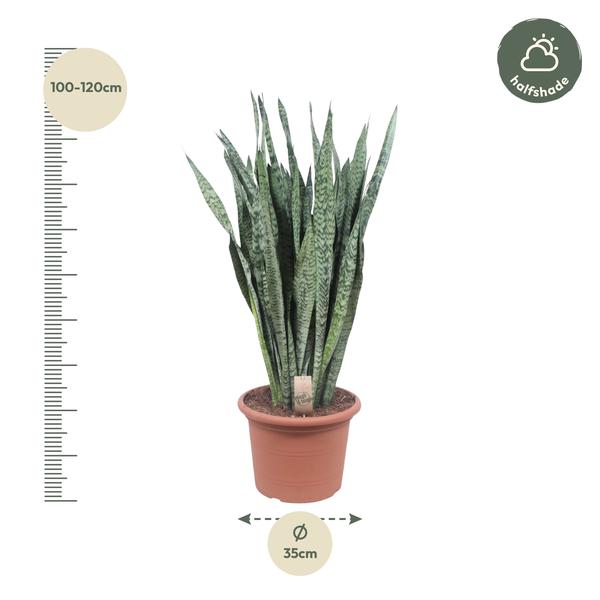 Sansevieria Zeylenica - 110 cm - ø35  BotanicBridge