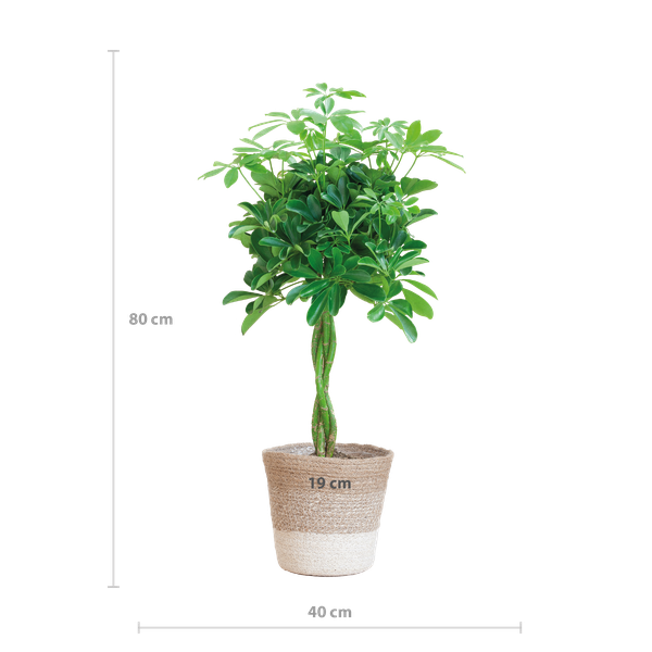 Schefflera Arab Nora met Mand Lissabon wit  - 70cm - Ø21  BotanicBridge