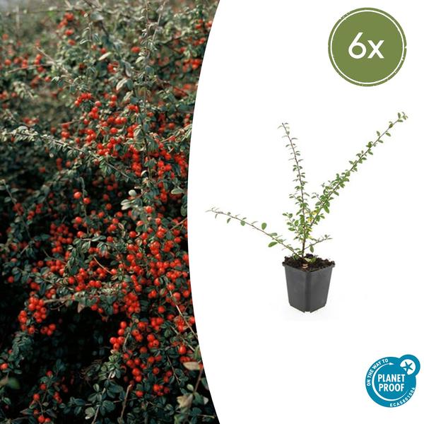 Cotoneaster suec. 'Coral Beauty' - ↕10-25cm - Ø9cm - 6x  BotanicBridge