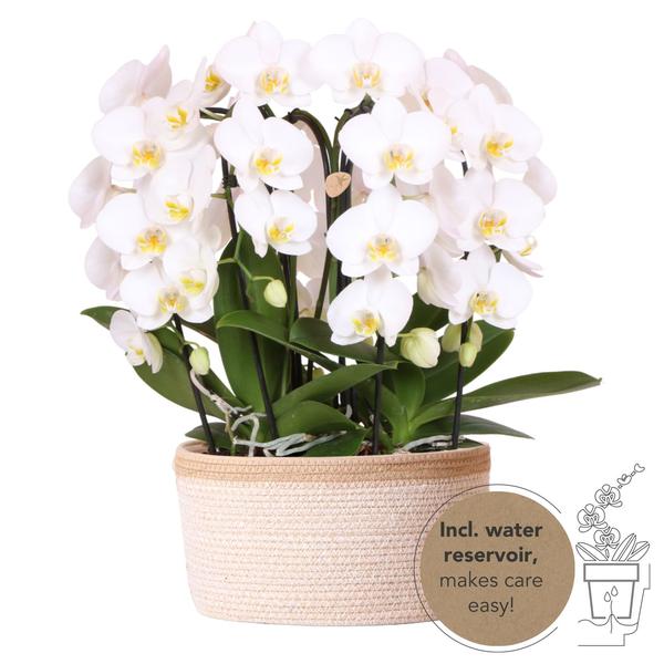 Kolibri Orchids | witte orchideeënset in Cotton Basket incl. waterreservoir | drie gebogen witte orchideeën Niagara Fall 12cm | Mono Bouquet wit met zelfvoorzienend  BotanicBridge