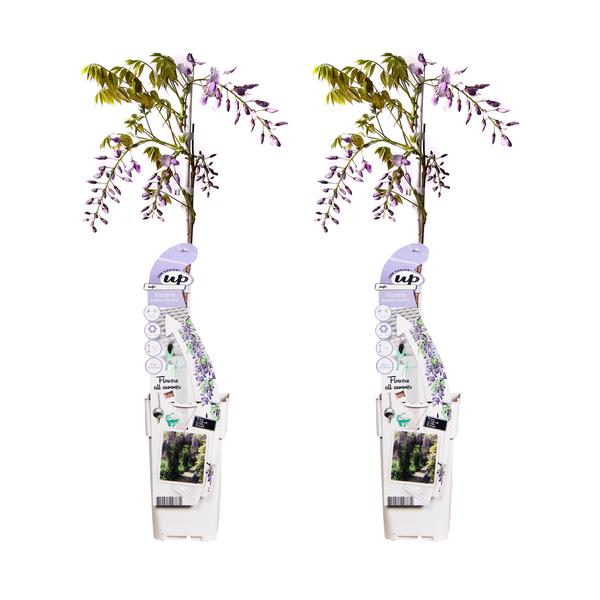 2x Wisteria sinensis 'Caroline' - ↨65cm - Ø15  BotanicBridge