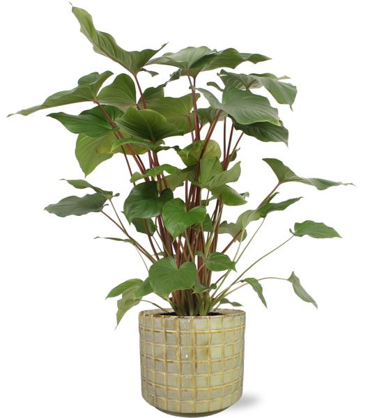 Homalomena Rubescens Maggy - Ø24cm - ↕90cm + Stian Pot D25x22cm - Groen  BotanicBridge