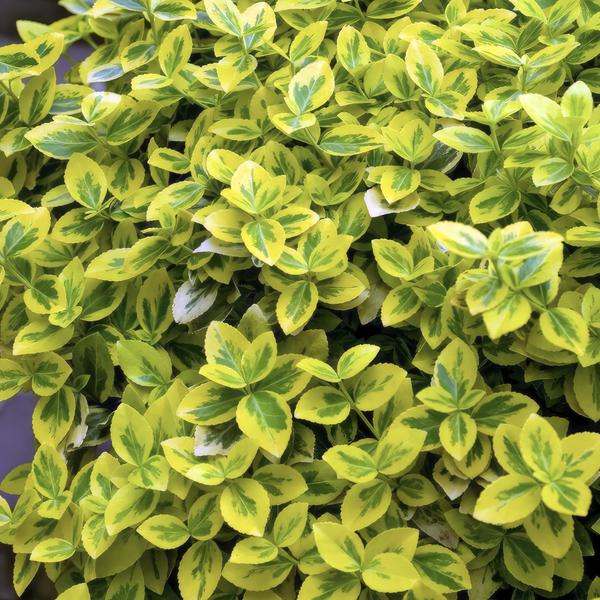 Euonymus fort. 'Emerald 'n Gold’ - ↕10-25cm - Ø9cm - 20x  BotanicBridge